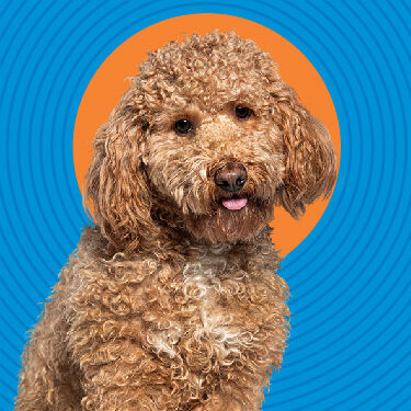 Totalcare - Happy shaggy dog
